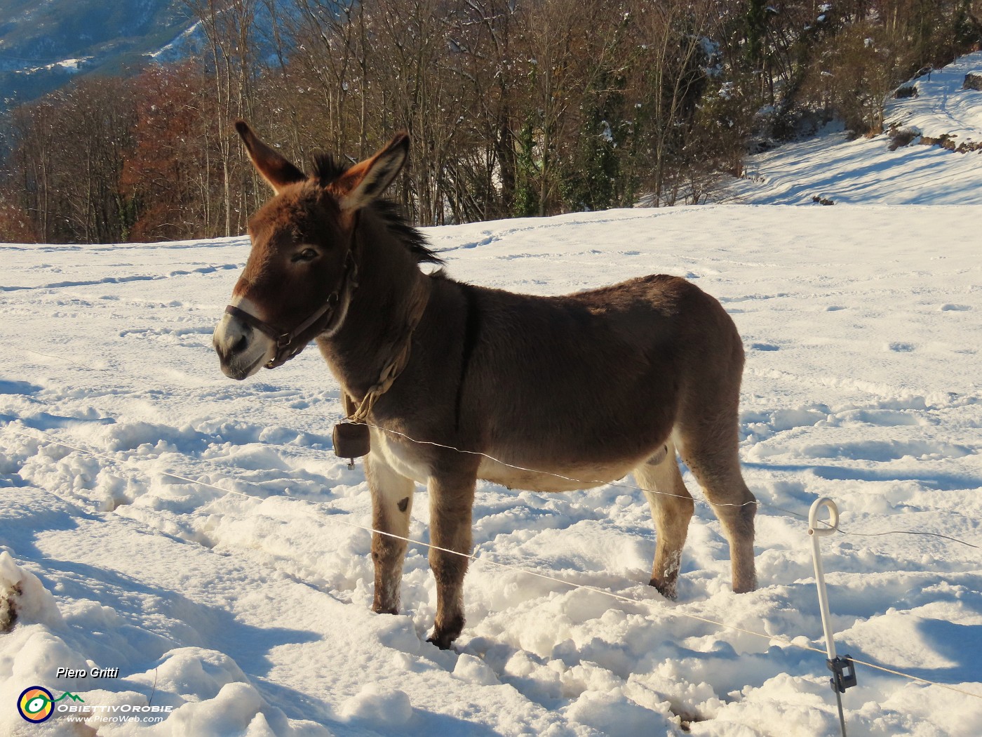 26  Bell'asinello al mio richiamo si avvicina  .JPG